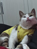室內(nèi)空調(diào)服寵物衣服斯芬克斯無毛貓德文衣服彈力貓咪四腳衣薄 黃色愛心四腳衣 M 約6-7斤 曬單實拍圖