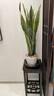 蝶之藝金邊虎皮蘭盆栽多肉易活四季常青水培植物綠植辦公室客廳虎尾蘭 虎皮蘭50-60CM6顆【螺紋盆】 曬單實拍圖