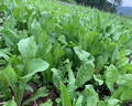 肉總管菊苣種籽大葉多年生耐寒耐旱豬牛魚(yú)雞鴨鵝愛(ài)吃的養(yǎng)殖四季牧草種子 將軍菊苣凈籽1斤 曬單實(shí)拍圖