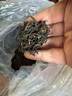 武夷智圣者 特級紅茶金駿眉 2024年新茶濃香型茶葉 武夷山養胃紅茶 自己喝500g優(yōu)惠減10元 曬單實(shí)拍圖