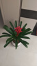胡麗鴻運當頭盆栽花卉植物室內花客廳四季開(kāi)花好養活 單棵50左右高+塑料盆 曬單實(shí)拍圖