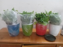 大號綠蘿盆栽梔子花卉室內(nèi)發(fā)金錢財樹大號白紅掌文竹常春藤加侖陶瓷盆四季常綠好養(yǎng)易活凈化空氣常春藤萬年青 大綠蘿彩色吸水盆四盆+肥料2包 含盆 曬單實拍圖