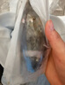 皆鄰東山島海捕小青龍蝦新鮮活凍大號青龍蝦春節禮盒送禮佳品海鮮禮盒 200-250克/只 曬單實(shí)拍圖