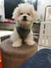 寵星記 寵物衣服 小型犬狗狗 小貓咪 冬季居家防飄毛 泰迪比熊雪納瑞 綠色小號M 胸圍31-36cm 曬單實拍圖