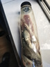 詠穎 YTYIN野釣鯰魚餌料發(fā)酵專釣大口鯰胡子鯰塘鲺爆臭魚餌江河湖庫通用 臭魚1瓶(7-9條) 送手套 曬單實拍圖