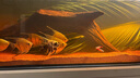 甄夢(mèng)漁野大號神仙魚(yú)燕魚(yú)秘魯七彩淡水魚(yú)紅頭三色雪燕熊貓活體熱帶觀(guān)賞魚(yú) 大號熊貓神仙2條裝5-6cm 曬單實(shí)拍圖