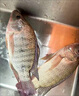 詠穎 YTYIN鯰魚專用餌料鯰魚窩料野釣鯰魚的餌料野生鯰魚餌料濃腥雞肝方塊餌 雞肝方塊1包16塊 現(xiàn)貨速發(fā)【主攻 曬單實拍圖