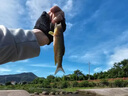 達瓦逐鹿微物路亞竿馬口白條碳素超軟溪流竿全套釣魚(yú)裝備UL L調翹嘴套裝 1.68米 UL直柄紡車(chē)輪套裝 曬單實(shí)拍圖