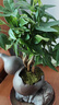 自然空間招財(cái)樹(shù)盆栽桌面綠植室內(nèi)盆景 福葫藝術(shù)紫砂盆多桿發(fā)財(cái)樹(shù) 源頭直發(fā) 曬單實(shí)拍圖