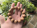蘇小北老山檀香手串印度邁索爾紅肉沉水級老料檀香木佛珠手鏈男女款禮物 18mm*13顆-沉水精品(18-20cm) 曬單實(shí)拍圖
