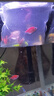 智伴熊 ZIBARBEAR天使魚小金魚活魚七彩魚燈科魚孔雀魚斑馬老虎魚小型熱帶觀賞魚活 2-3c隨機天使12條（發(fā)5個顏色） 曬單實拍圖