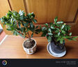 花翁盆栽春節帶花苞老樁大苗濃香植物 金邊瑞香（蓮花瓷盆）源頭直發(fā) 曬單實(shí)拍圖