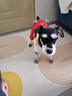 MIKI PAD狗狗衣服小型犬春秋款貓咪衣服四腳衣可牽引小狗衣服泰迪比熊 薯條背帶褲 L背長35cm（參考體重8-11斤） 曬單實拍圖