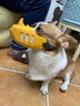 冇寵狗狗嘴套柯基柴犬嘴罩中小型犬止吠器防咬防叫神器可喝水寵物口罩 黃色（本嘴套不適用于短嘴犬） L號（建議25-40斤左右） 曬單實拍圖