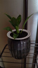 綠有意綠蘿籮發(fā)財(cái)樹(shù)綠植盆栽花卉室內(nèi)吸除甲醛桌面水培懶人植物四季好養(yǎng) 【3盆自選】植物備注，聯(lián)系客服 曬單實(shí)拍圖