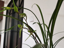 華香園蘭花 細(xì)葉寒蘭 濃幽香型 冬帶花苞 室內(nèi)外盆栽花卉耐陰綠植 細(xì)葉寒蘭2苗裸根發(fā)貨帶花苞 曬單實(shí)拍圖