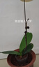 湘萂園蝴蝶蘭花苗帶花劍盆栽蘭花大苗客廳室內(nèi)植物花卉四季開花好養(yǎng)活 2盆2.5寸帶花劍【1-2個月開花隨機顏色】 曬單實拍圖