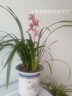 華香園綠植花卉蘭花四季建蘭臺北小姐紅粉佳人辦公室內客廳盆栽 臺北小姐5苗 不帶花苞 裸根發(fā)貨 曬單實(shí)拍圖