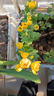 四季開花食用觀賞菊花苗杭白菊胎菊貢菊繡球金絲皇菊泡茶盆栽花卉 婺源黃菊苗5顆食用 不含盆 曬單實(shí)拍圖