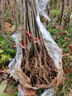 山東煙臺棲霞紅富士嫁接蘋(píng)果苗新2001條紅蘋(píng)果水晶紅富士蘋(píng)果樹(shù)苗 2年小苗不好活不包活 曬單實(shí)拍圖