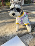MIKI PAD寵物狗狗衣服小型犬可牽引外出背帶褲春夏幼犬衣服比熊泰迪雪納瑞 藍(lán)色口袋背帶褲 L背長(zhǎng)35cm（參考體重9-13斤） 曬單實(shí)拍圖