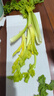 諸氏橙品【有機(jī)】羽衣甘藍(lán) 云南新鮮現(xiàn)摘 健康輕食沙拉食材 榨汁有機(jī)蔬菜 有機(jī)西芹1.5KG+有機(jī)羽衣0.5KG 曬單實拍圖