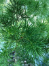 京厽蓬萊松盆栽植物室內(nèi)老樁花卉綠植水培好養(yǎng)活客廳迎客松小盆景 蓬萊松五年苗原土發(fā)貨無盆 帶盆栽好 曬單實(shí)拍圖