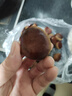 【25年新貨】云南高山板栗老樹油栗生鮮新鮮蔬菜水果可生吃零食 云南高山板栗新貨 1斤 嘗鮮款 曬單實(shí)拍圖