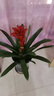 花翁鴻運(yùn)當(dāng)頭盆栽植物大紅星帶花綠植源頭直發(fā) 50-60cm（原盆） 曬單實(shí)拍圖