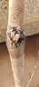 脆柿子樹(shù)苗帶土嫁接大火晶柿子果樹(shù)苗庭院地栽南北方種植當年結果 5年苗當年結果【火晶柿子樹(shù)苗】 81cm【含】-110cm【含】 曬單實(shí)拍圖