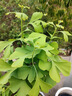 壹植金葉銀杏樹(shù)活苗室外樹(shù)苗大樹(shù)庭院風(fēng)景樹(shù)大型行道園林綠化工程苗木 (基地直銷)精品銀杏1公分粗1顆 其他 曬單實(shí)拍圖