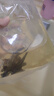 奇溢自然活體魚缸除藻小魚工具金苔鼠魚女王豹紋淡水魚清潔用品 黃夫+黑夫6-7cm各1條 曬單實(shí)拍圖