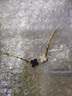 兩世歡陳夢(mèng)同款一字夾劉海發(fā)夾女四葉草側(cè)邊夾發(fā)飾頂夾簡(jiǎn)約少女發(fā)卡頭飾 黑色一對(duì) 曬單實(shí)拍圖
