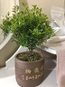 小葉赤楠老樁盆栽盆景迷你植物室內花卉辦公室桌面小綠植好養四季 小葉赤楠+舍得陶瓷盆+底托+苔蘚 含盆 曬單實(shí)拍圖