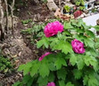 春枝韻牡丹花苗盆栽牡丹大苗纏枝花帶花苞觀賞牡丹花種重瓣牡丹大花樹苗 洛陽紅牡丹花苗3-6分叉 曬單實拍圖