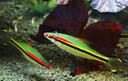 哇米小型觀賞魚飼料專用孔雀魚斗魚燈科魚斑馬魚通用型魚食鳳尾魚漂浮 0.3mm魚飼料糧【1罐/100g】 曬單實(shí)拍圖