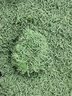 珍魚(yú)堡珍魚(yú)堡原味豆腐貓砂高效植物結團吸水快廠(chǎng)家直發(fā)正品保真 【經(jīng)典款】綠茶味豆腐貓砂2.5kg 曬單實(shí)拍圖