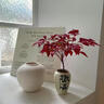 京悠雨德國品質(zhì)火焰南天竹盆栽紅葉植物觀(guān)葉盆景室內耐寒年宵花卉辦公室 火焰南天竹+原盆原土 【紅火吉祥年宵花】 帶盆栽好 曬單實(shí)拍圖