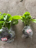 獅灣蔬菜苗菜苗種苗各種秧苗青椒苗番茄苗辣椒西紅柿春季黃瓜西瓜甜瓜 紫茄子苗 5顆 曬單實(shí)拍圖
