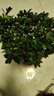 種花迷比利時花盆栽四季開花杜鵑花盆景花卉杜鵑花苗室內(nèi)客廳陽臺綠色植 印度紅 三年苗(帶花苞) 曬單實拍圖