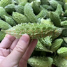 新鮮苦瓜金鈴子西雙版納泰國小苦瓜吃播蔬菜福建云南山野特色生吃 2斤 曬單實(shí)拍圖