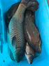 西部風(fēng)牛窩鯽鯉草鳊1200克水庫池塘野釣鯽魚(yú)青鯉草鳊窩料 1200克牛窩（青鯉）X 2袋 曬單實(shí)拍圖