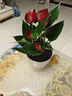 格調(diào)生活鴻運(yùn)當(dāng)頭紅掌盆栽綠植花卉室內(nèi)客廳水培好養(yǎng)白掌一帆風(fēng)順?biāo)募鹃_(kāi)花 特大號(hào)紅掌（白色南瓜吸水盆） 含盆 曬單實(shí)拍圖