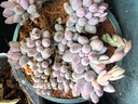兩腿跑【送貨上門】教師節(jié)多肉植物帶盆桌面盆栽組合綠植花卉幼兒園盆栽 嬰兒手指(帶盆栽好) 曬單實拍圖