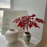 京悠雨德國品質(zhì)火焰南天竹盆栽紅葉植物觀(guān)葉盆景室內耐寒年宵花卉辦公室 火焰南天竹+原盆原土 【紅火吉祥年宵花】 帶盆栽好 曬單實(shí)拍圖