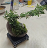 OIMG紅花六月雪盆景懸崖式老樁辦公室綠植桌面好養(yǎng)小盆栽植物室內(nèi)擺件 【紅花】月亮瓷盆+PVC方底座（無花） 帶盆栽好 曬單實拍圖