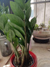 發(fā)財(cái)樹盆栽 · 辦公室盆栽客廳陽臺(tái)室內(nèi)綠植盆栽 ·招財(cái)進(jìn)寶 大葉·三桿發(fā)財(cái)樹【精品棕侖盆】 祝財(cái)源滾滾 曬單實(shí)拍圖