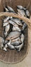 千云盛超大型全金屬漁輪日本進(jìn)口軸承18軸魚線輪鐵板船釣遠(yuǎn)投輪錨紡車輪 12000型 【V型深線杯】 曬單實(shí)拍圖