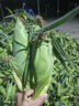 滬聯(lián)植保33%春雷喹啉銅春雷霉素黃瓜細菌性角斑病農(nóng)藥殺菌劑 1000g*1瓶 曬單實拍圖