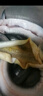 鹿凌青【淡水魚】鮮活河鰻 白鰻魚 現(xiàn)捕現(xiàn)發(fā) 冰鮮海鰻 生鮮魚類 【冰鮮】海鰻（4.9-5.3斤 ）1條 精選 曬單實拍圖